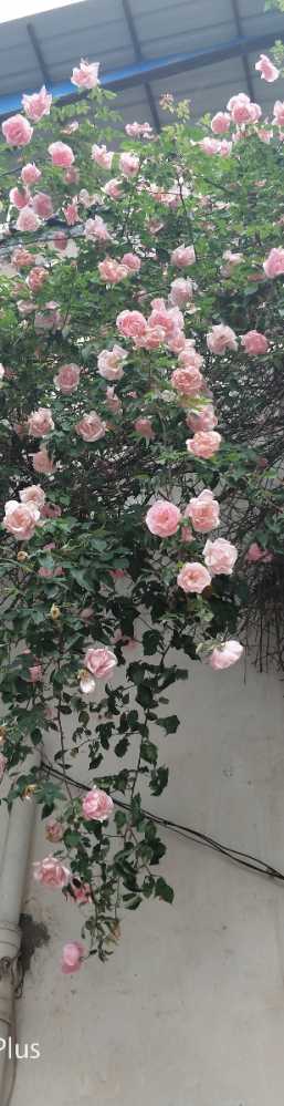 蔷薇，玫瑰，月季。