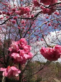 樱花开的时候，还是很漂亮的。